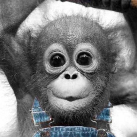 Meet your Posher, Jo-ann - Picture 1 of 1